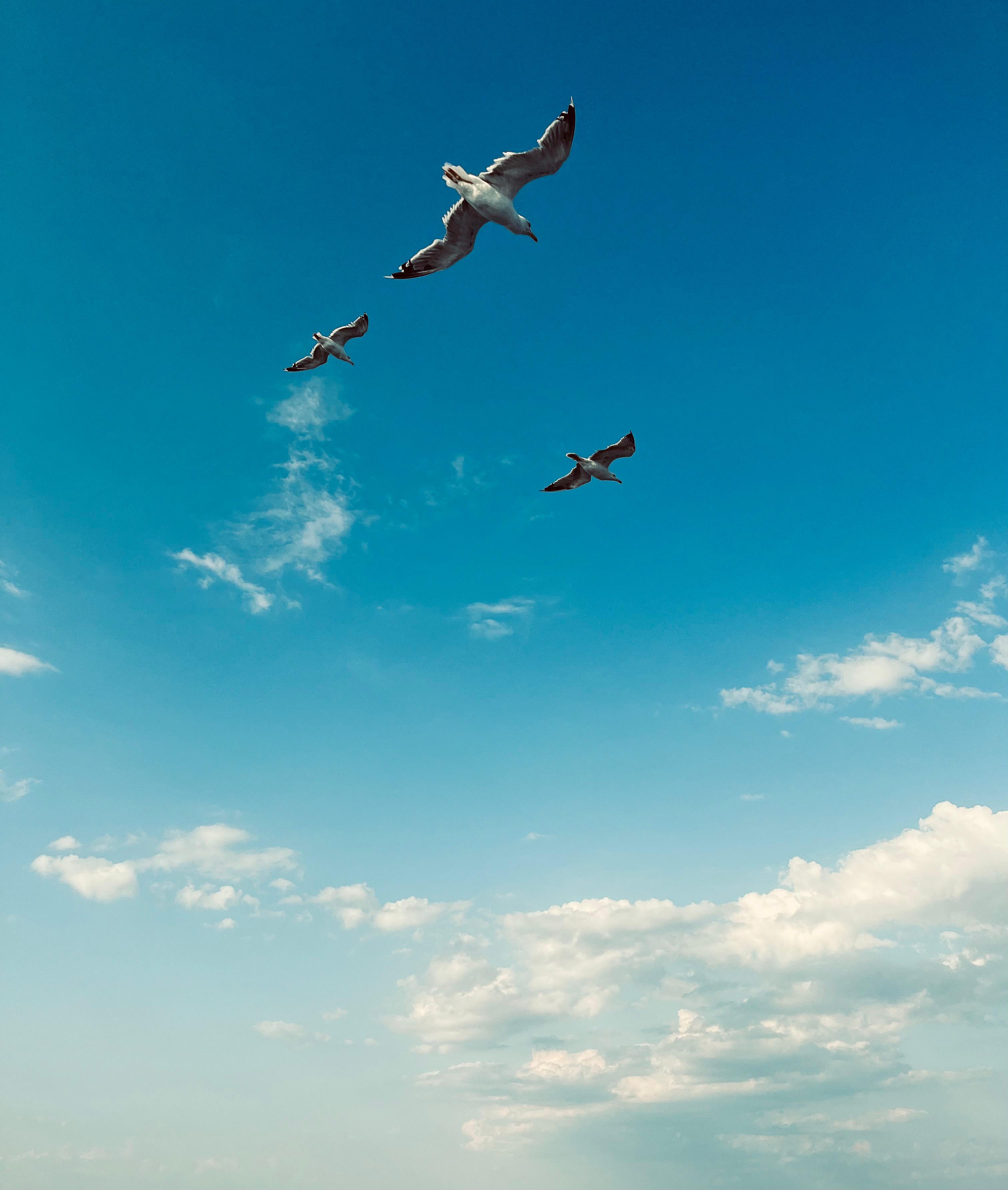 Yaşa Yaşa, Gör Temaşa